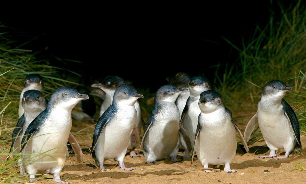 melbourne tips pinguins