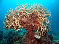 duiken australie