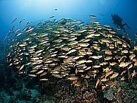 duiken australie