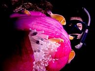 duiken australie