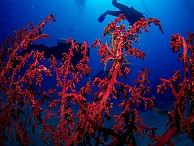 duiken australie