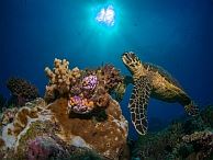 duiken australie