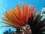 duiken australie