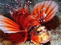 duiken australie