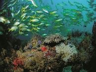 duiken australie