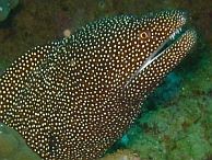 duiken australie