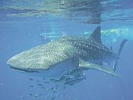 duiken australie