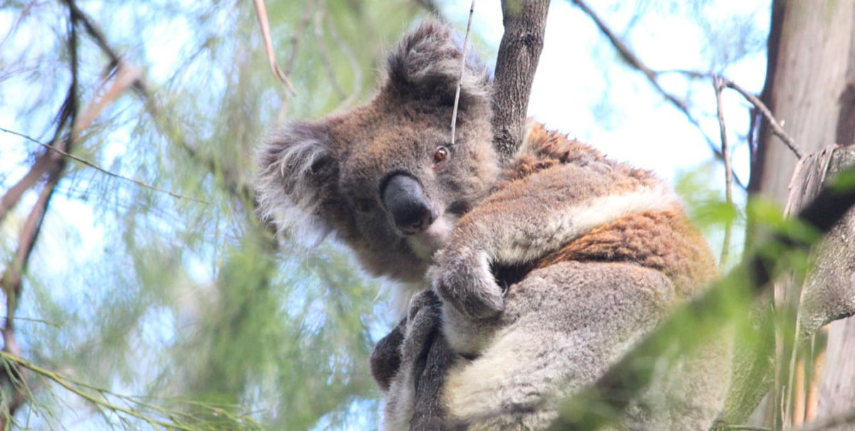 australie koala day