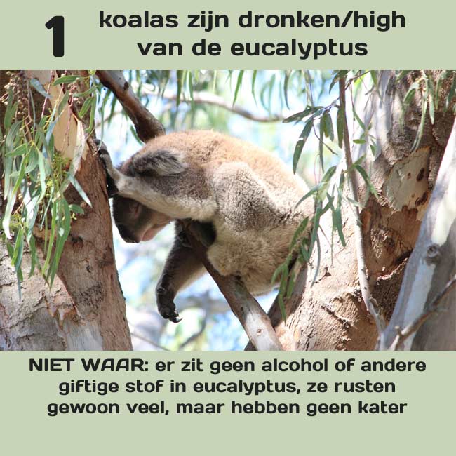 koala mythen