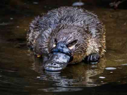 australie tours regenwoud nachtdieren excursie
