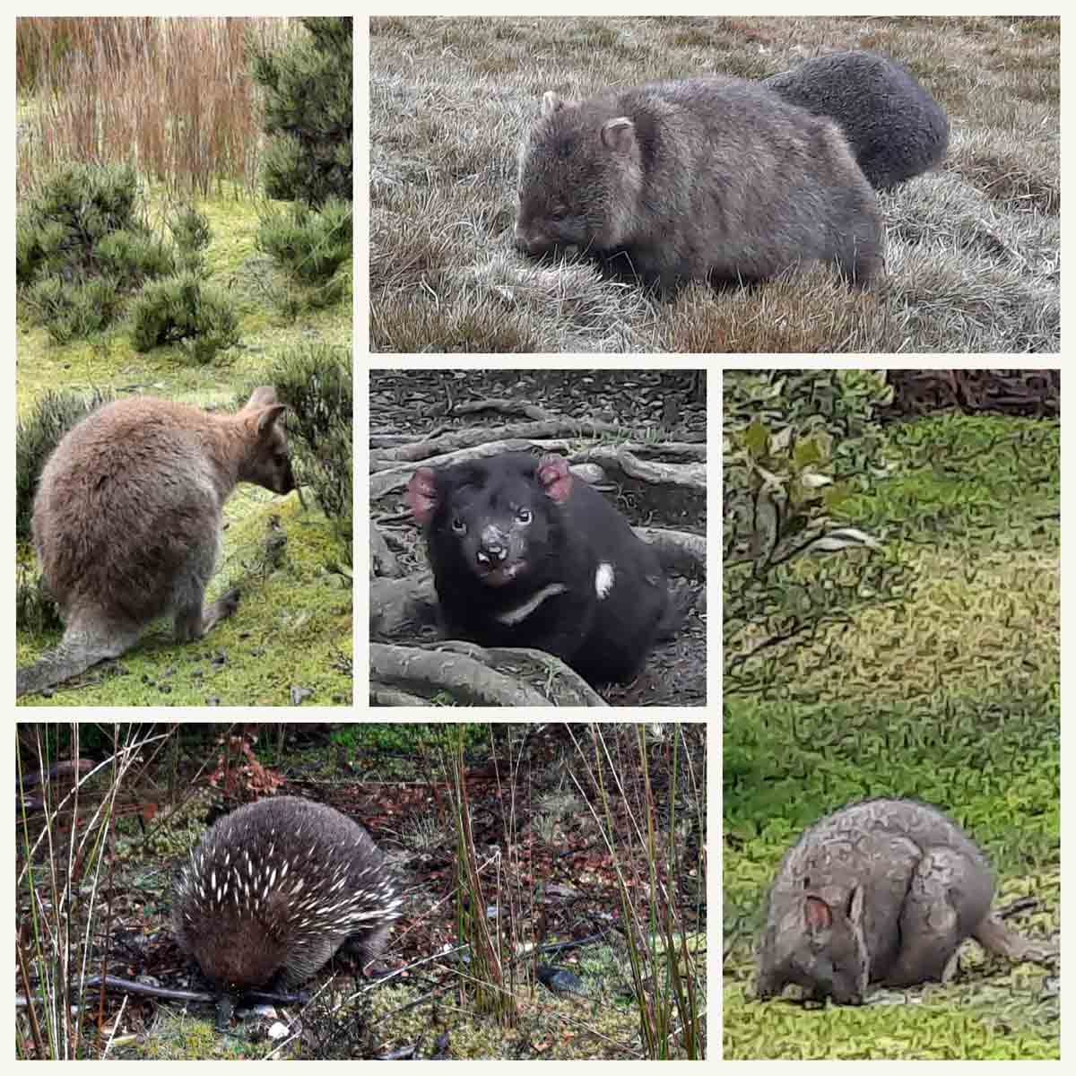 australie 2022 reiservaring