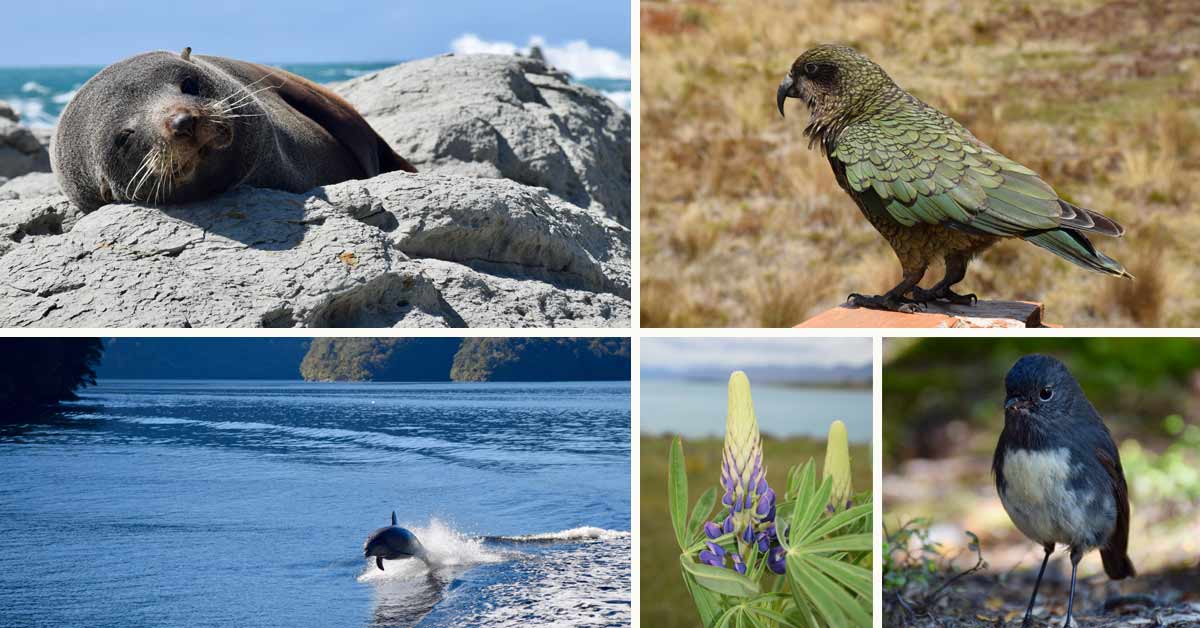 nieuw zeeland reis review 2023