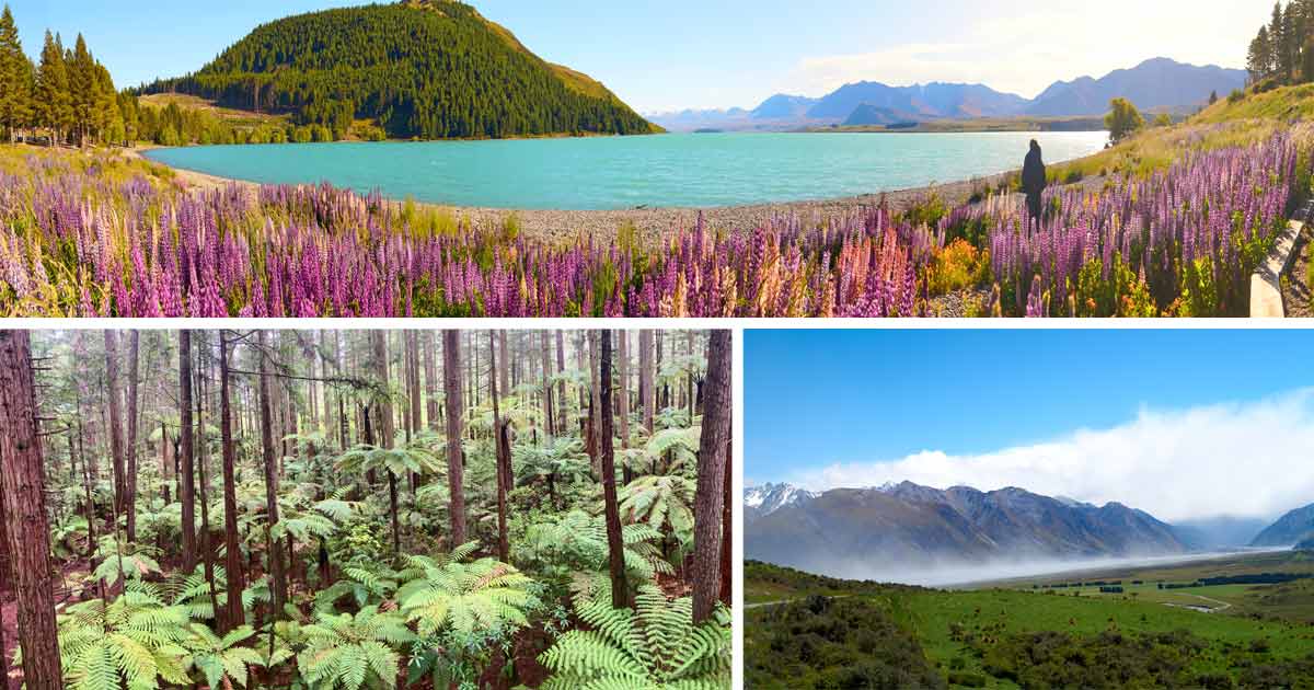 nieuw-zeeland 2022 reis ervaring