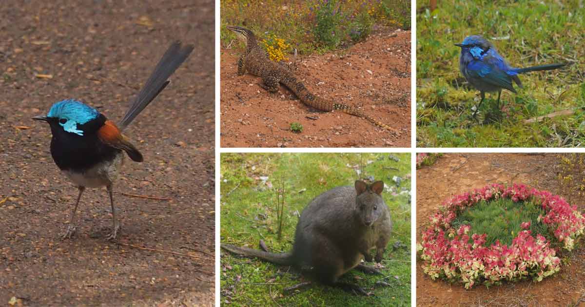 australie 2022 reis ervaring