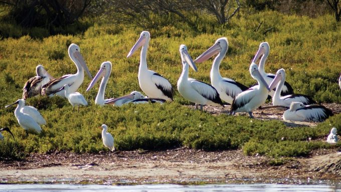 australie self-drive