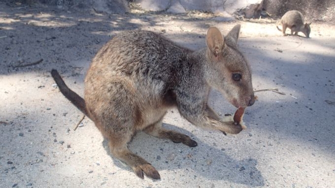 australie self-drive