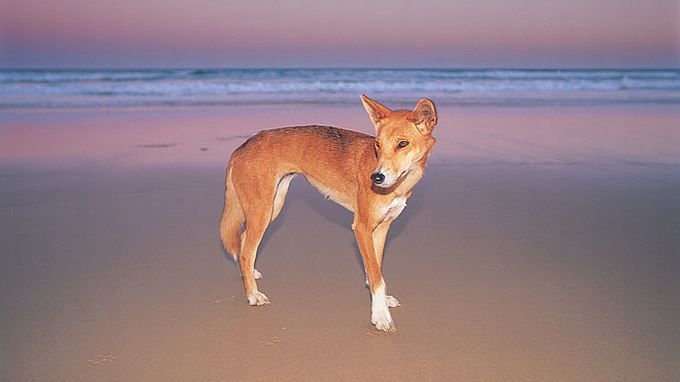 australie self-drive