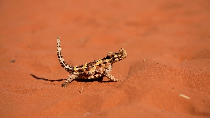 australie self-drive