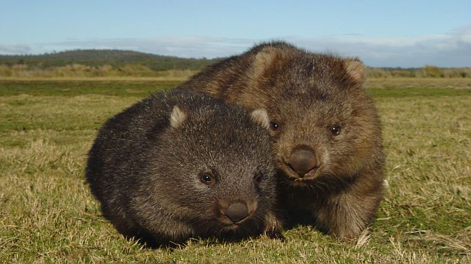 australie self-drive