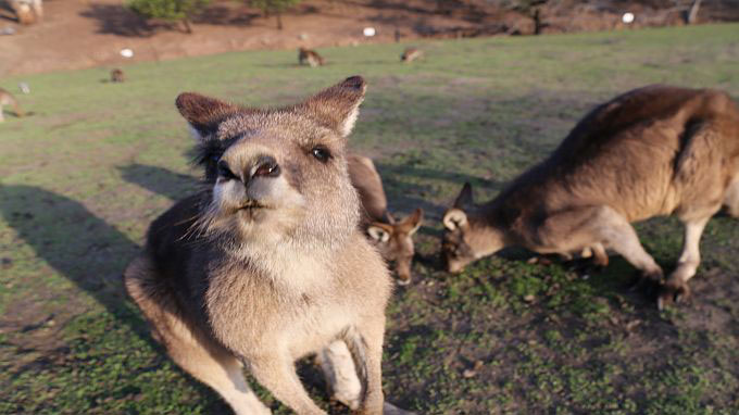 australie self-drive
