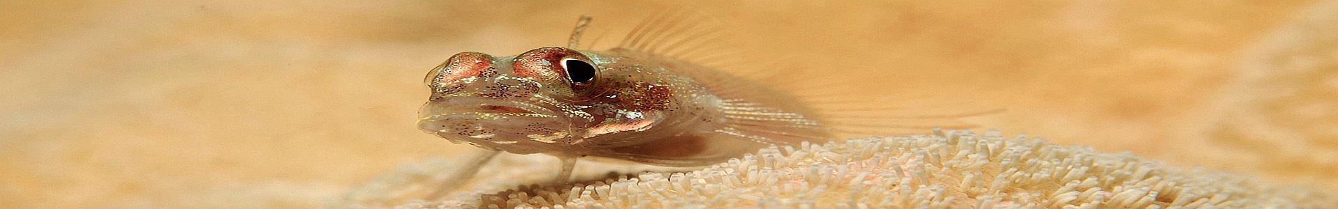 australie klantervaring