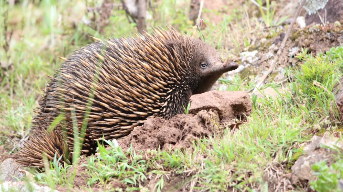 australie tours