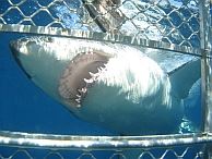 groepsreis australie adelaide