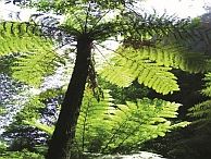 groepsreis australie blue mountains