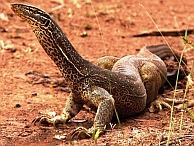 groepsreis australie