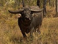 groepsreis australie