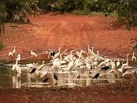 groepsreis australie