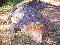 groepsreis australie