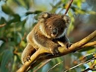 groepsreis australie