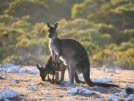 groepsreis australie
