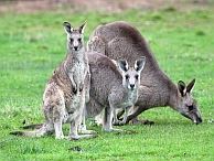 groepsreis australie