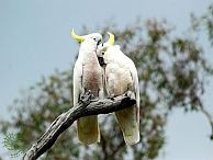 groepsreis australie