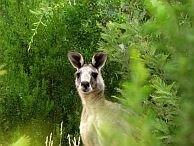 groepsreis australie