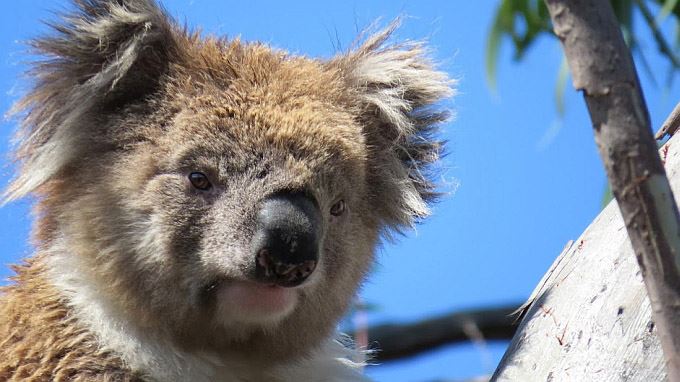 australie tours
