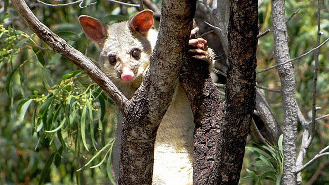 australie tours