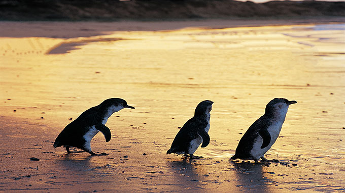 australie tours