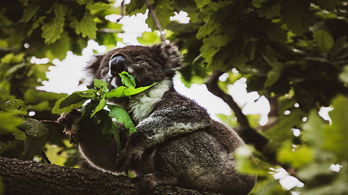 australie tours