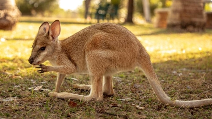 australie tours