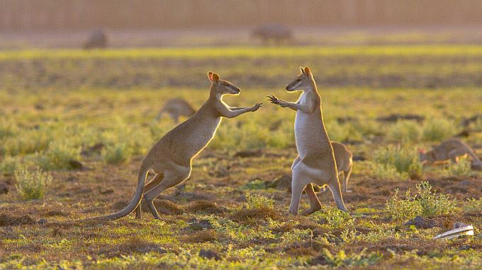 australie tours