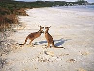 groepsreis australie