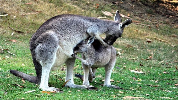 australie tours