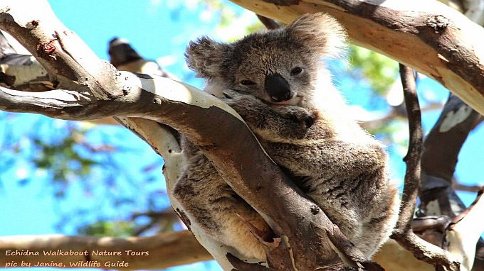 australie tours